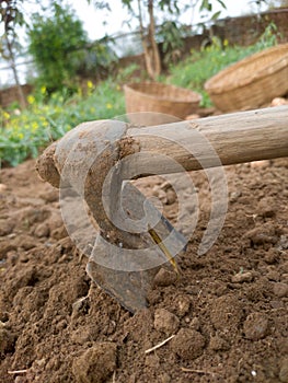 Excavating potatoes manually from ground