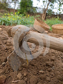 Excavating potatoes manually using manual tools