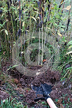Excavation of Jerusalem artichokes