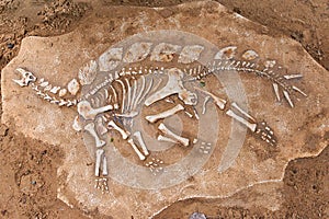 Excavations of the dinosaur photo