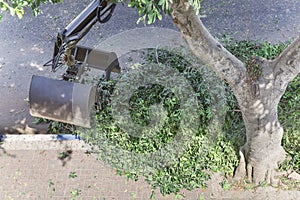 Excavator bucket, grabbing cut branches and foliage from the road