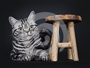 Excellent black tabby silver blotched British Shorthair cat kitten, isolated on black background