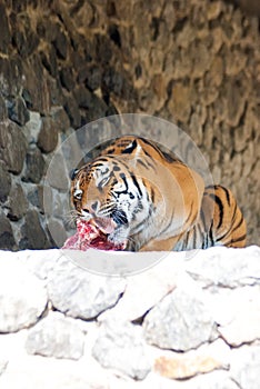 Excellent breakfast of a formidable predator