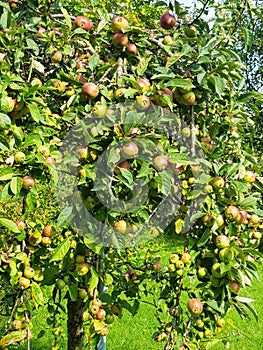 Excellent crop of Laxton Superb Apples in my Lancashire Garden