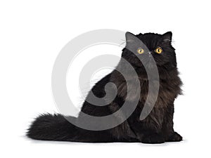 Excellent deep black Persian cat isolated on a white background