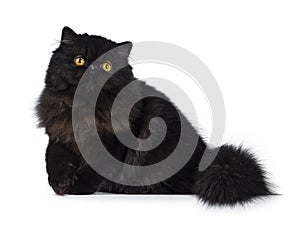 Excellent deep black Persian cat isolated on a white background