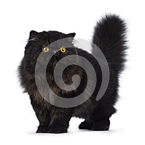 Excellent deep black Persian cat isolated on a white background