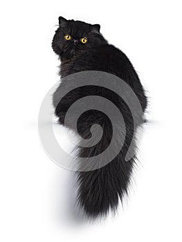 Excellent deep black Persian cat isolated on a white background