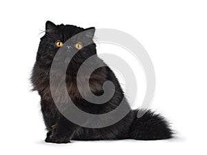 Excellent deep black Persian cat isolated on a white background