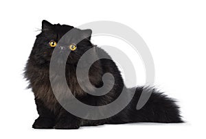 Excellent deep black Persian cat kitten, isolated on a white background