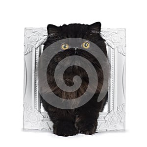 Excellent deep black Persian cat kitten, isolated on a white background