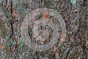 Excellent deep texture of the bark of the tree