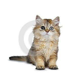 Excellent golden British Shorthair cat