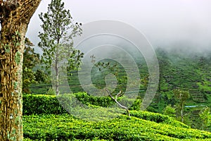 Excellent manicured Ceylon tea