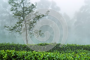 Excellent manicured Ceylon tea