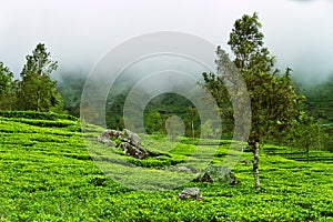 Excellent manicured Ceylon tea