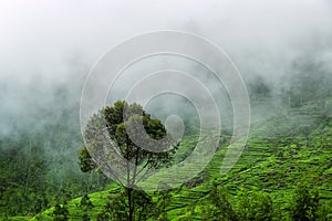 Excellent manicured Ceylon tea