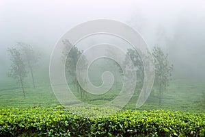 Excellent manicured Ceylon tea