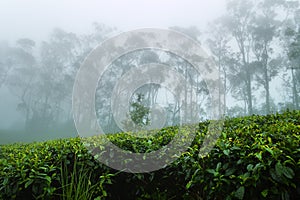 Excellent manicured Ceylon tea