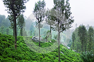 Excellent manicured Ceylon tea