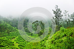 Excellent manicured Ceylon tea