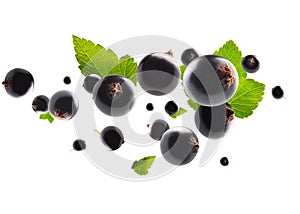Excellent retouched black currant with leaves flies and levitates in space. Surround light from behind. Isolated on white
