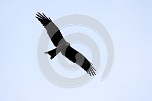 An excellent stretched eagle on the mid air soaring up above the sky. Clarity and details of wings are observable photo