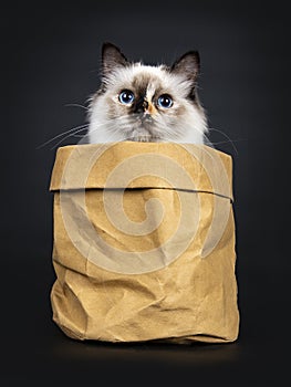 Excellent tortie young Sacred Birman cat isolated on black background