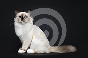 Excellent tortie young Sacred Birman cat isolated on black background
