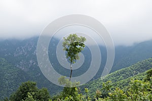 Excellent view, perfect landscape and single young tree