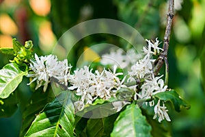 Excelsa coffee flowers on tree in farm