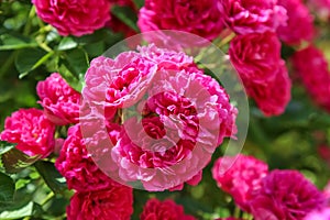 The excelsa rose, bush climbing flower, close up
