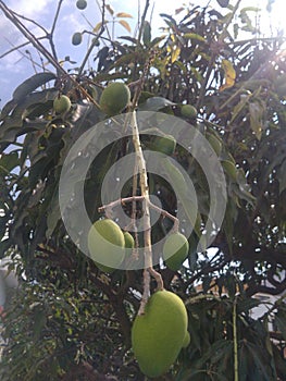 An exceptional close-up of a green leaved fruit tree with full of fresh and juicy mangoes