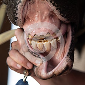 Excessively worn incisor teeth on a horse