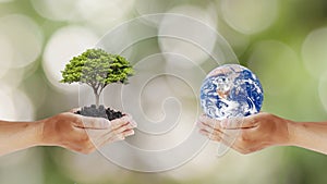 Exchange of planets in human hands with trees in human hands, concept of Earth Day and Maintaining Environmental Balance.