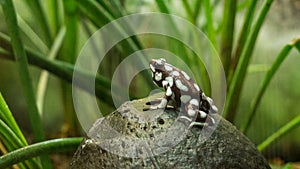 Small frog black and white dentrobates on nut shell photo