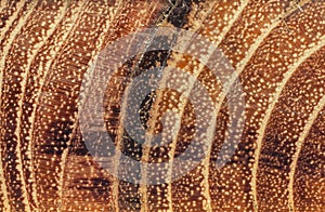 Excised acacia and tree rings