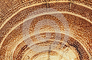 Excised acacia and tree rings