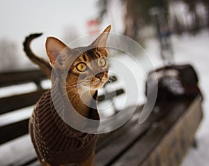 Excited abyssinian cat in winter clothes walking in winter park sitting on bench