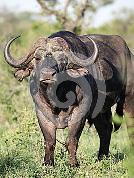 Excited, aggressive bull Buffalo is preparing to attack