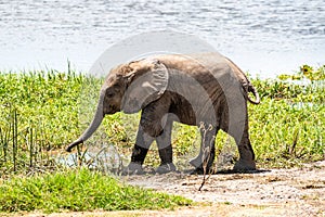 Excited baby African elephant running to waterhole