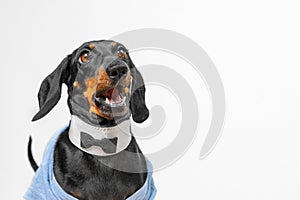 Excited dog in a bow tie rejoices after winning an awards ceremony Dress code