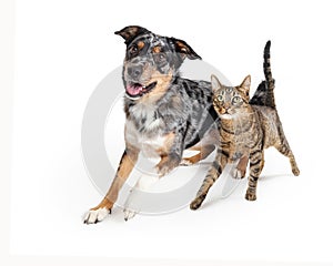 Excited Dog and Cat Walking Forward Together