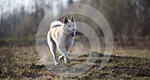 Excited dog on dirt heap in city outskirts