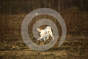 Excited dog on dirt heap in city outskirts