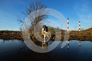 Excited dog on dirt heap in city outskirts