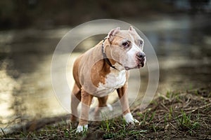 Excited dog on dirt heap in city outskirts