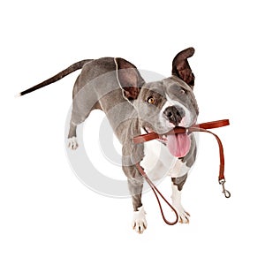 Excited Dog With Leash Ready For Walk photo