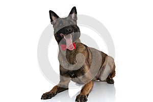 Excited elegant police dog with bowtie looking up and panting