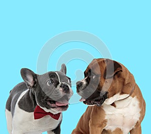 Excited French bulldog panting and curious Boxer looking at it